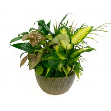 Dish Garden 10" Ceramic